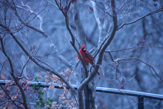 cardinal in the tree
